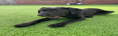 Labrador Retriever 1