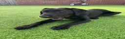 Labrador Retriever dogs for sale: Both parents are pedigreed Labradors in Altrincham - Advert 3