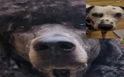 Mixed Breed dogs for sale: Up and coming  - Image 1