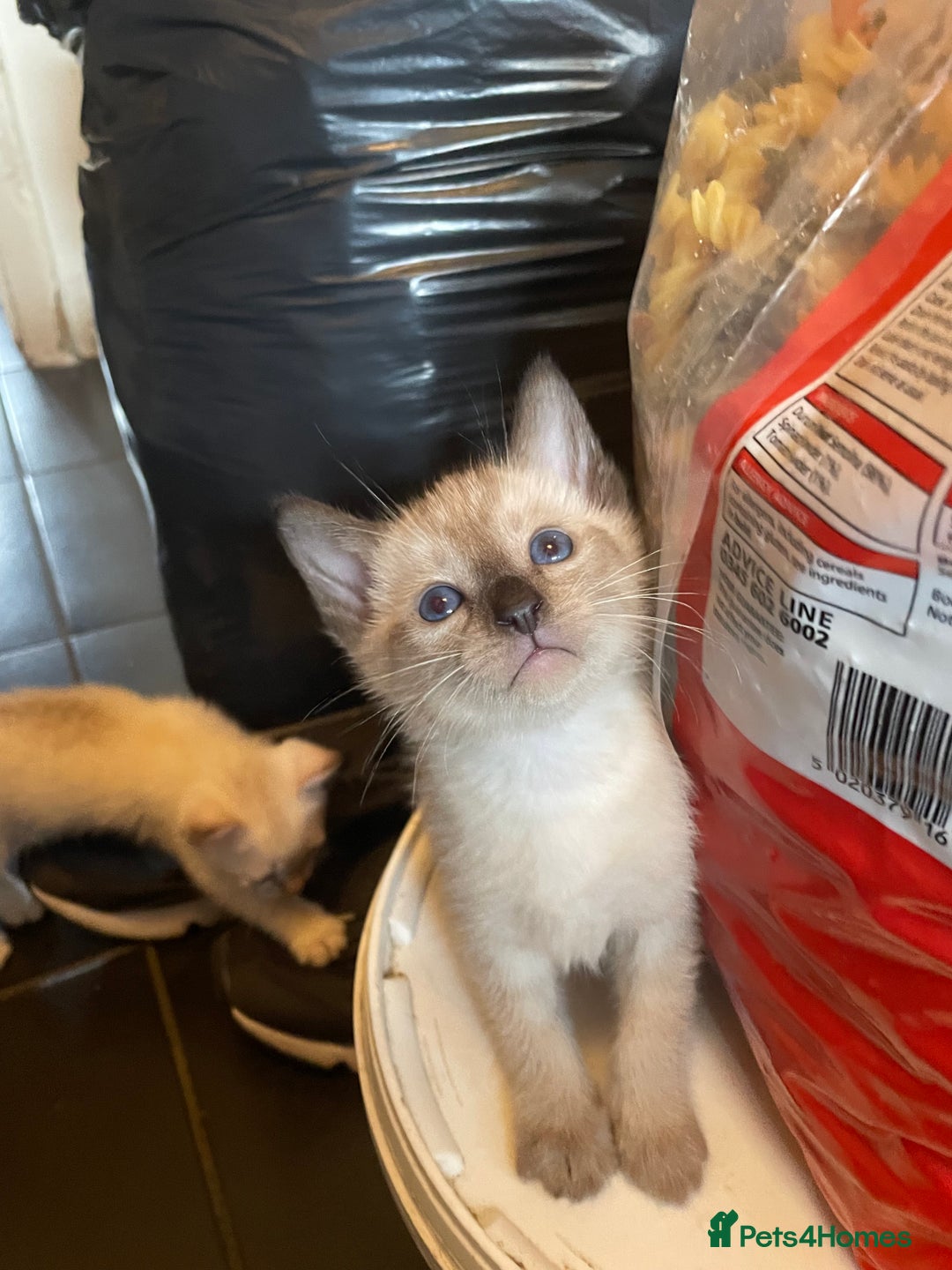 Bengal cats for sale: INTRODUCING 3 ❤️❤️❤️ BEAUTIFUL FELINES  - Image 8