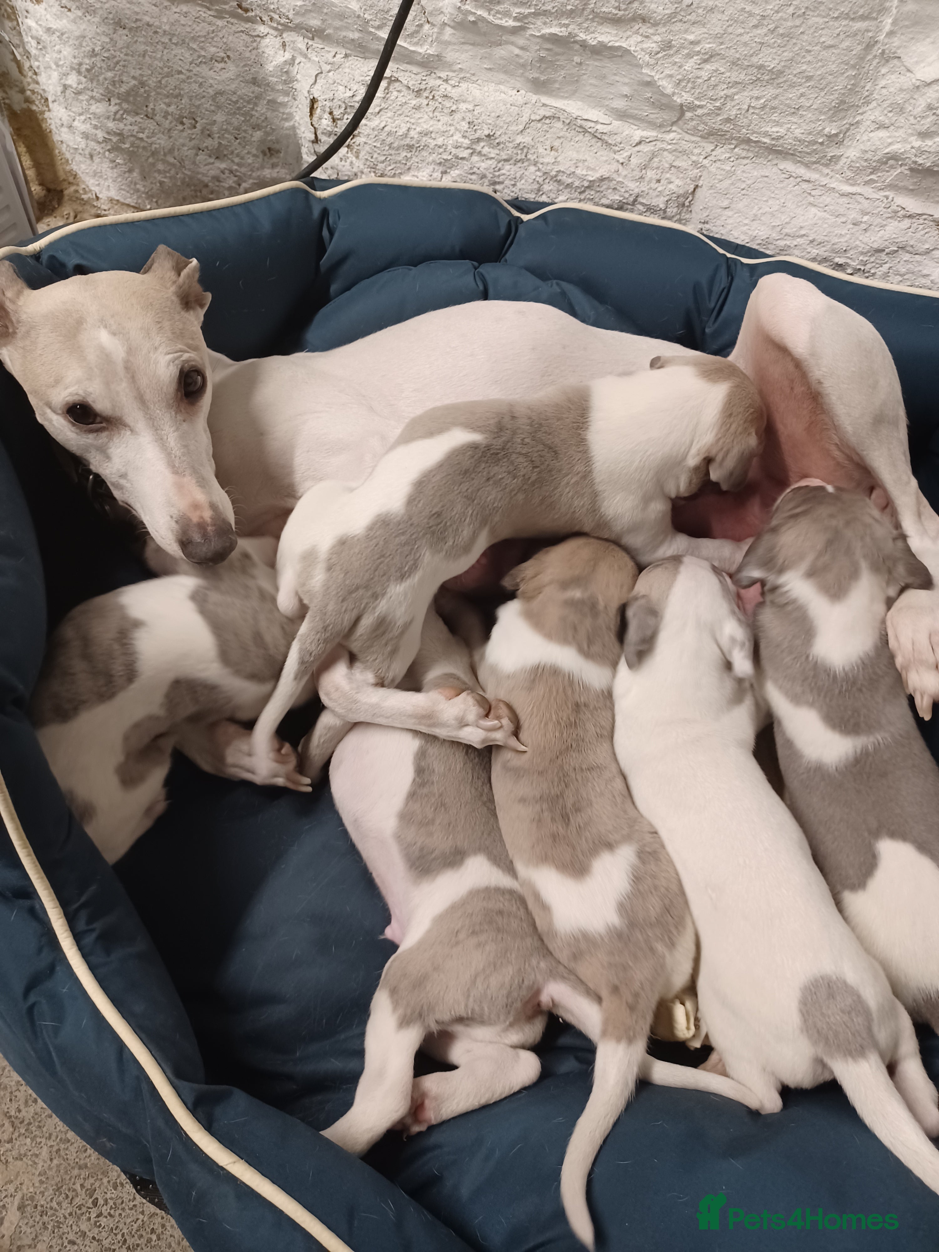 Whippet dogs Beautiful Pedigree Pups in Skipton - Advert 2