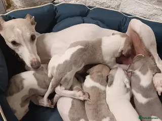 Whippet dogs Beautiful Pedigree Pups in Skipton - Advert 2