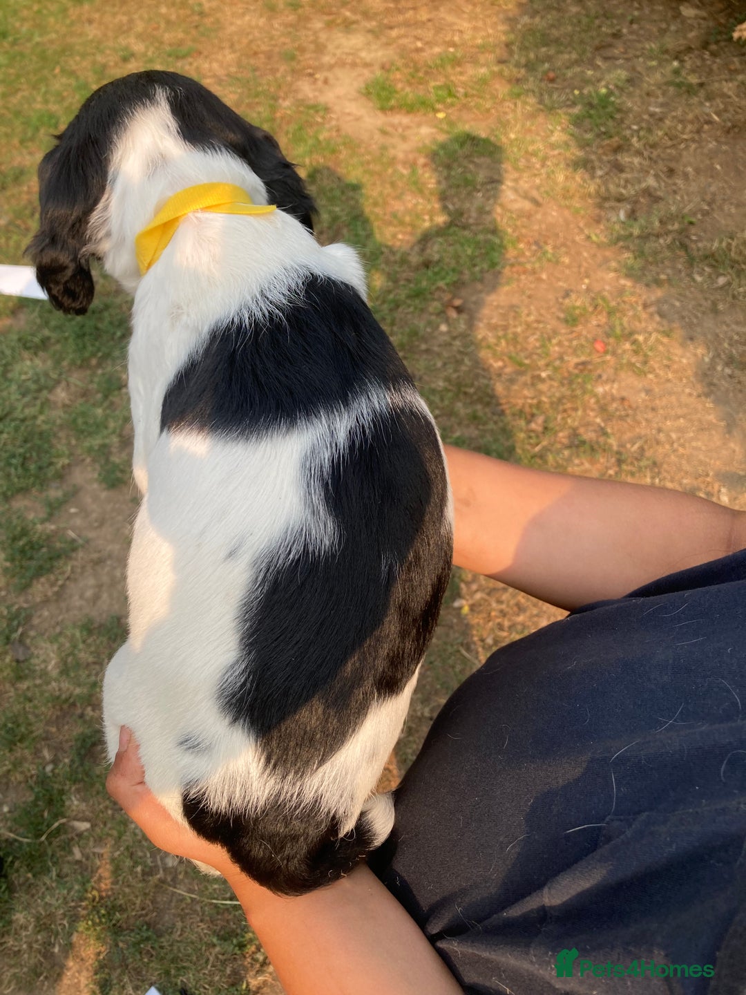English Springer Spaniel dogs for sale: English Springer Spaniel Puppies - Image 5