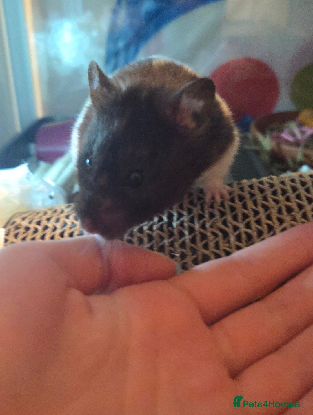 Hamster rodents for sale: Female syrian hamster for adoption - Advert 6