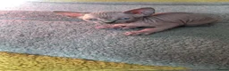 Sphynx cats for sale: 2 x sphynx female kittens  - Advert 7