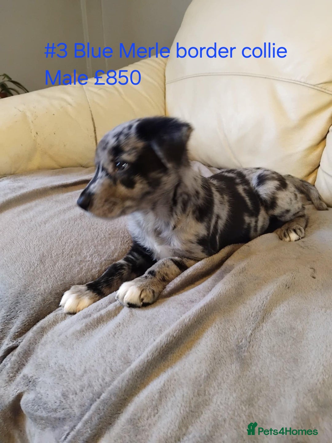 Border Collie dogs for sale: Blue merle&black&white puppies for sale  - Advert 23