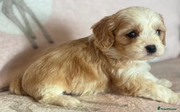 Cavapoo dogs for sale: Stunning Cavapoo puppies from family home  - Advert 17