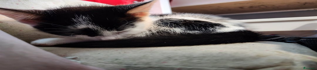 Patch