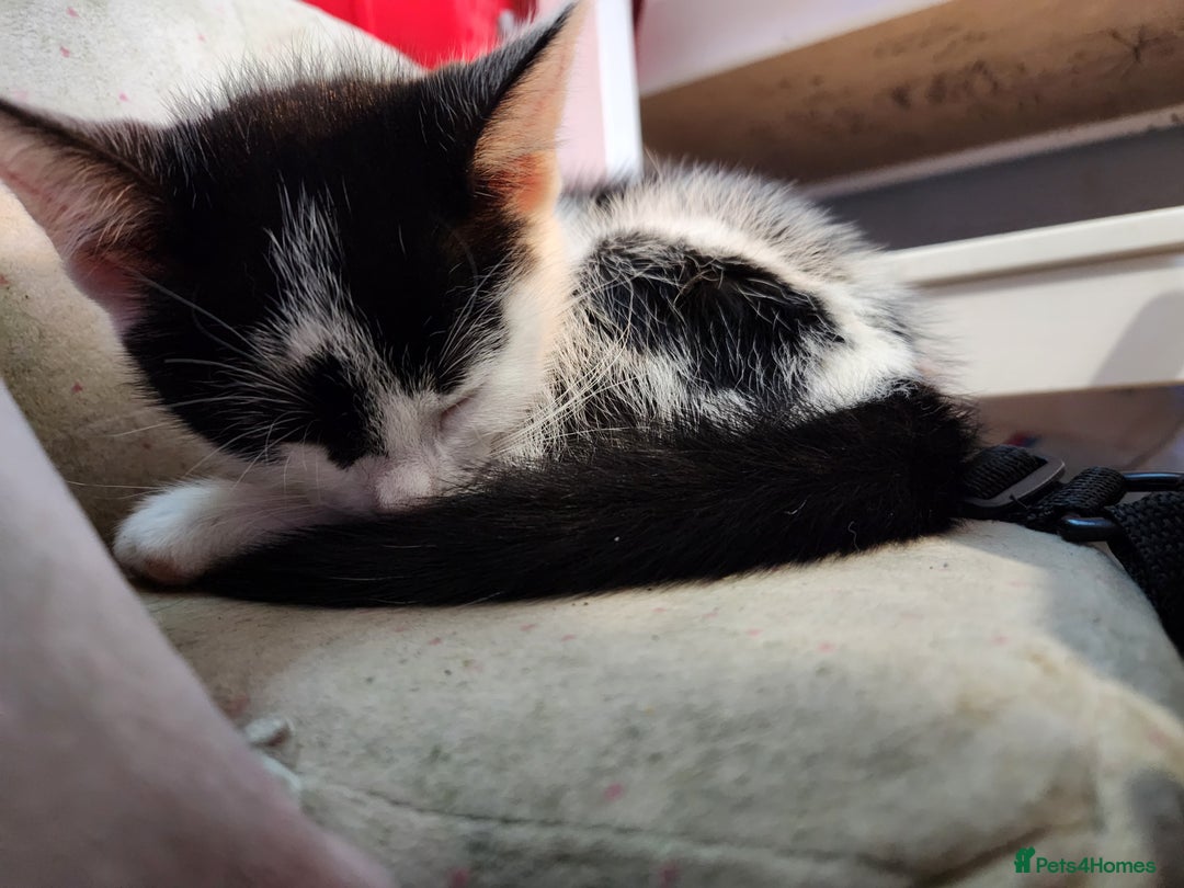 Mixed Breed cats for sale: Bengal x Domestic short hair Kittens - Image 12