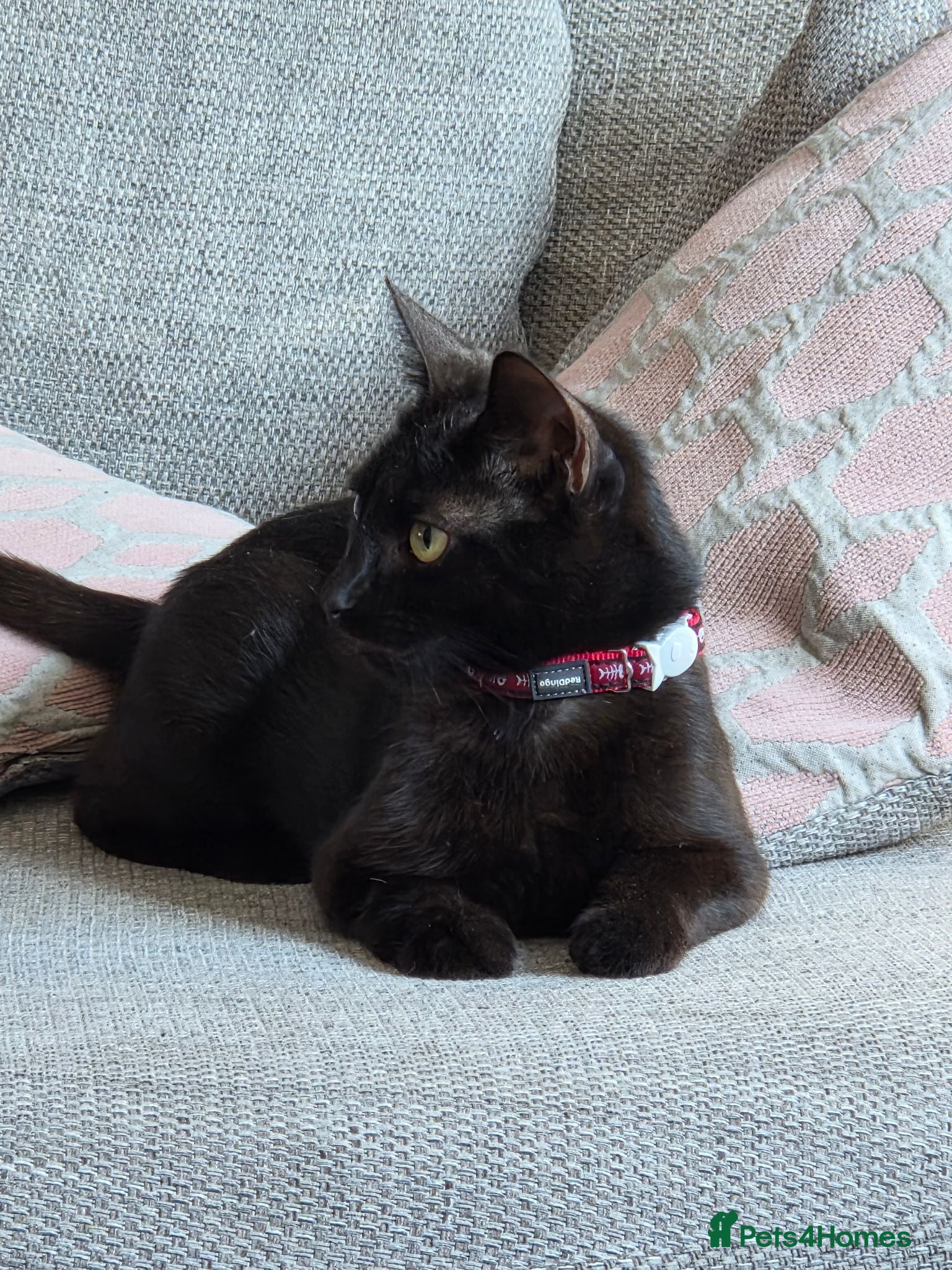 Mixed Breed cats Kittens looking for loving home walsall - Advert 1