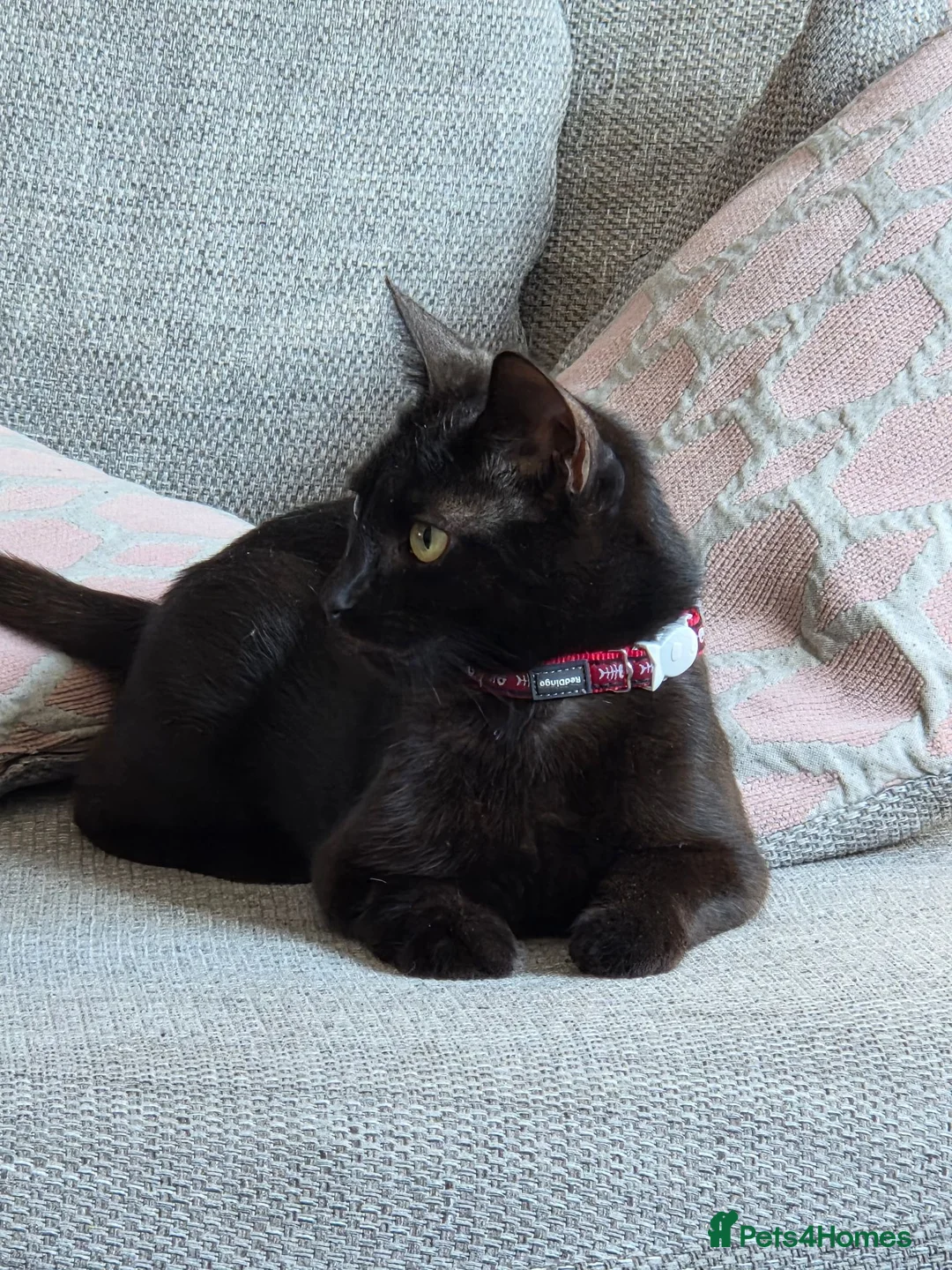 Mixed Breed cats for sale: Kittens looking for loving home walsall - Advert 2