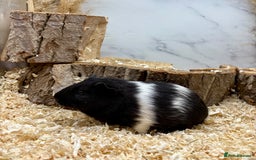 Guinea Pig rodents for sale: Lots of Baby Guinea Pigs for sale - Image 10