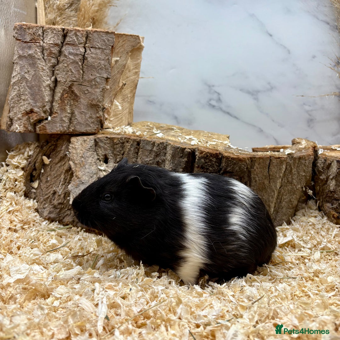 Guinea Pig rodents for sale: Lots of Baby Guinea Pigs for sale - Image 10