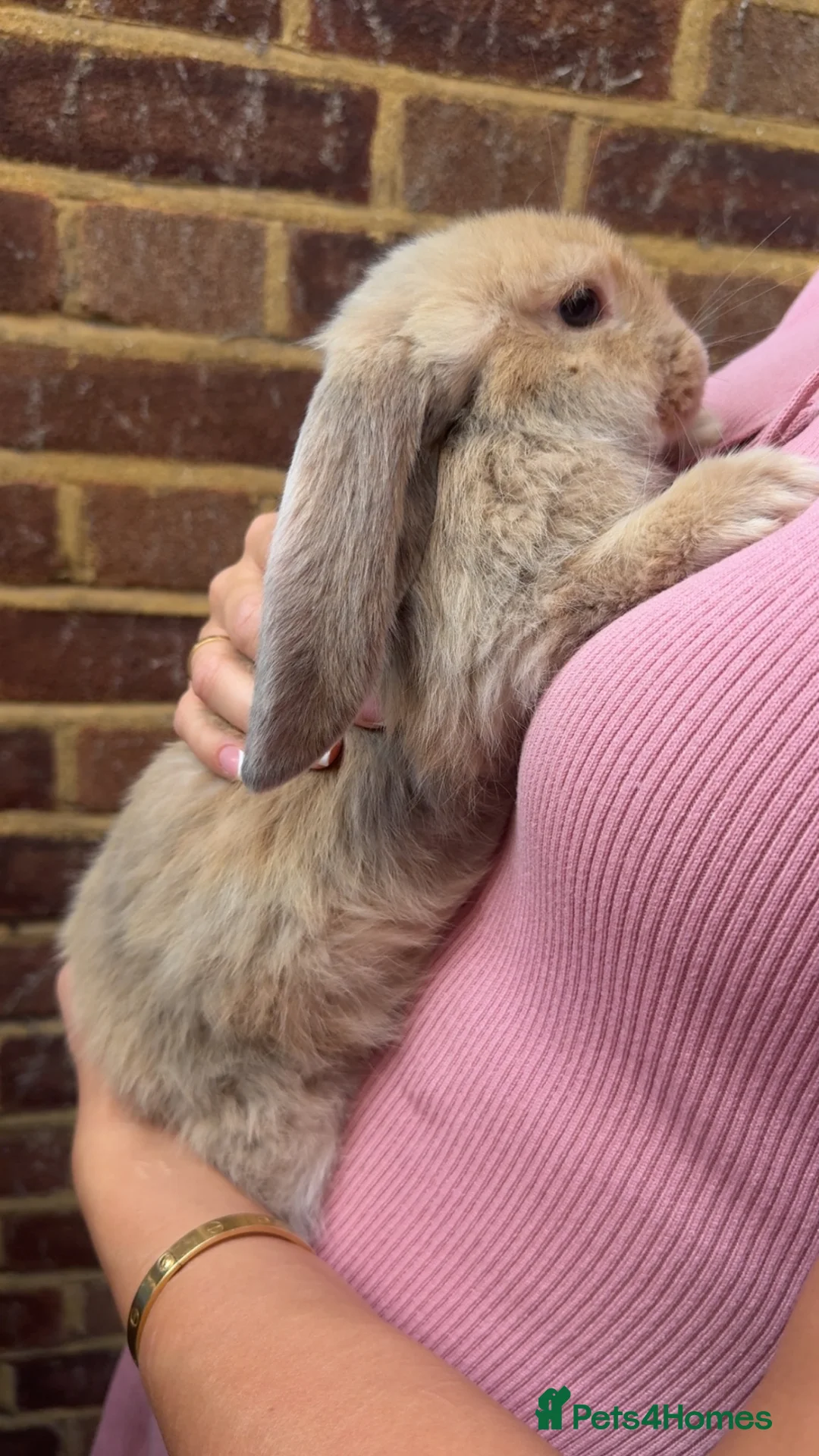 French Lop rabbits for sale: 2 Male Giant French Lops For Sale 💙💙 - Advert 2
