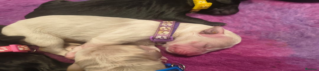 Chomsky (Purple Collar)