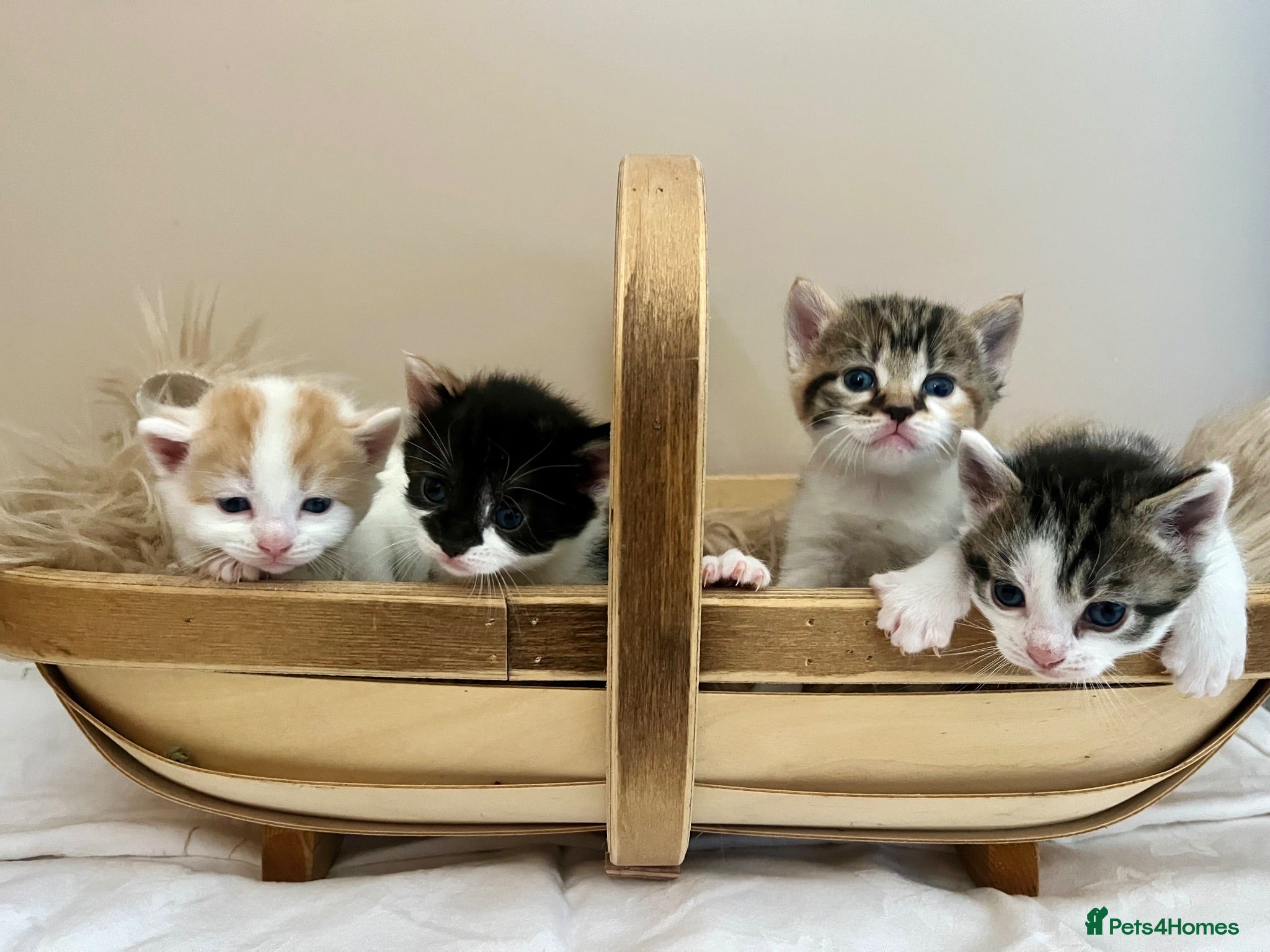 Domestic Shorthair cats Child friendly kittens - Advert 1