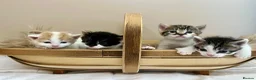 Domestic Shorthair cats for sale: Child friendly kittens in Langport - Advert 1