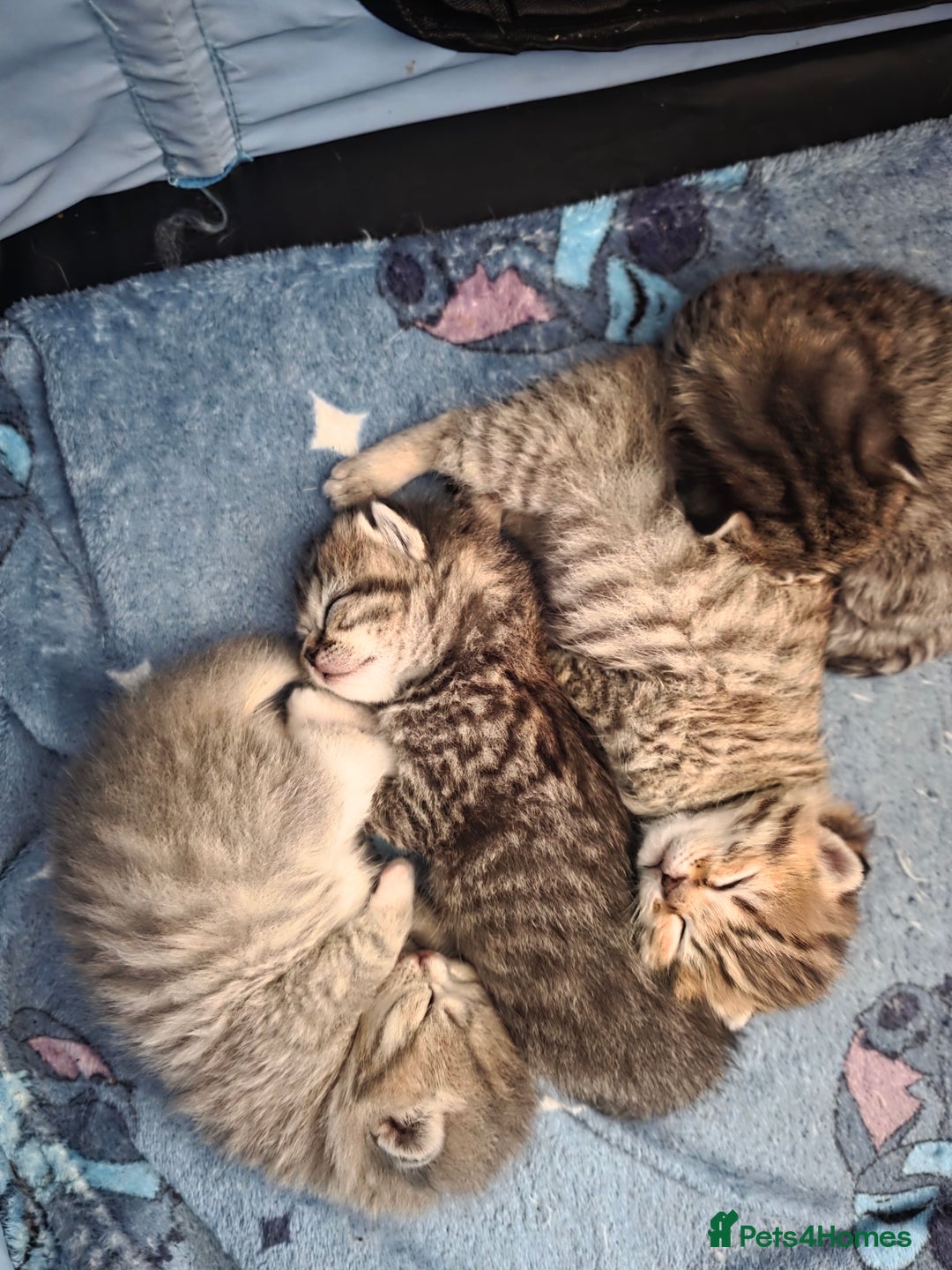British Shorthair cats for sale: British shorthair x kittens - Image 18