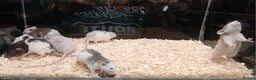Rat rodents for sale: Baby Dumbo Rats Normal - Rex Furred  - Advert 12