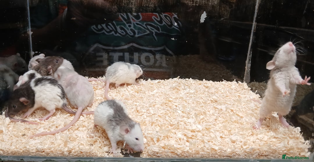 Rat rodents for sale: Baby Dumbo Rats Normal - Rex Furred  - Advert 12