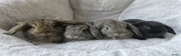 Mini Lop rabbits for sale: Stunning Mini Lion Lops - Advert 1