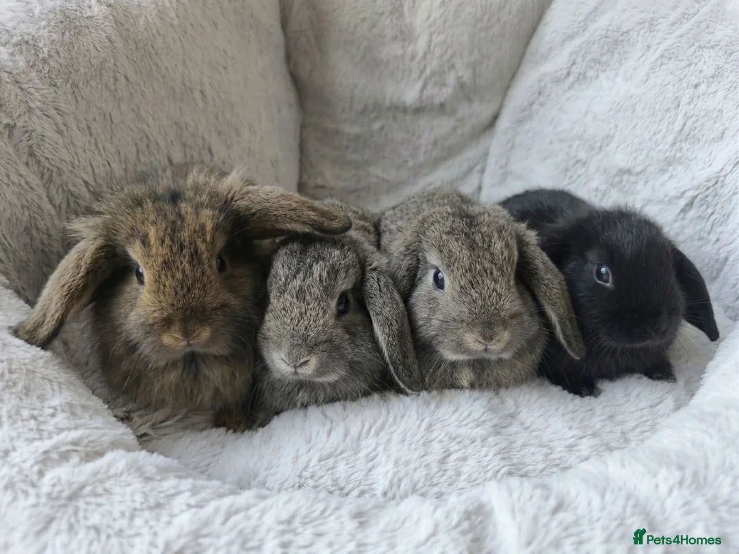Mini Lop rabbits for sale: Stunning Mini Lion Lops - Advert 1