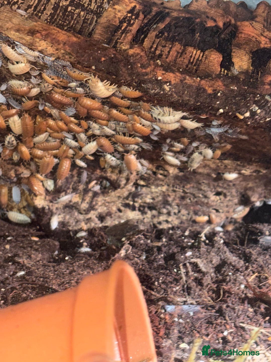 Mixed Breed invertebrates for sale: Orange and tropical grey woodlice isopods 10 4 £2 - Image 1