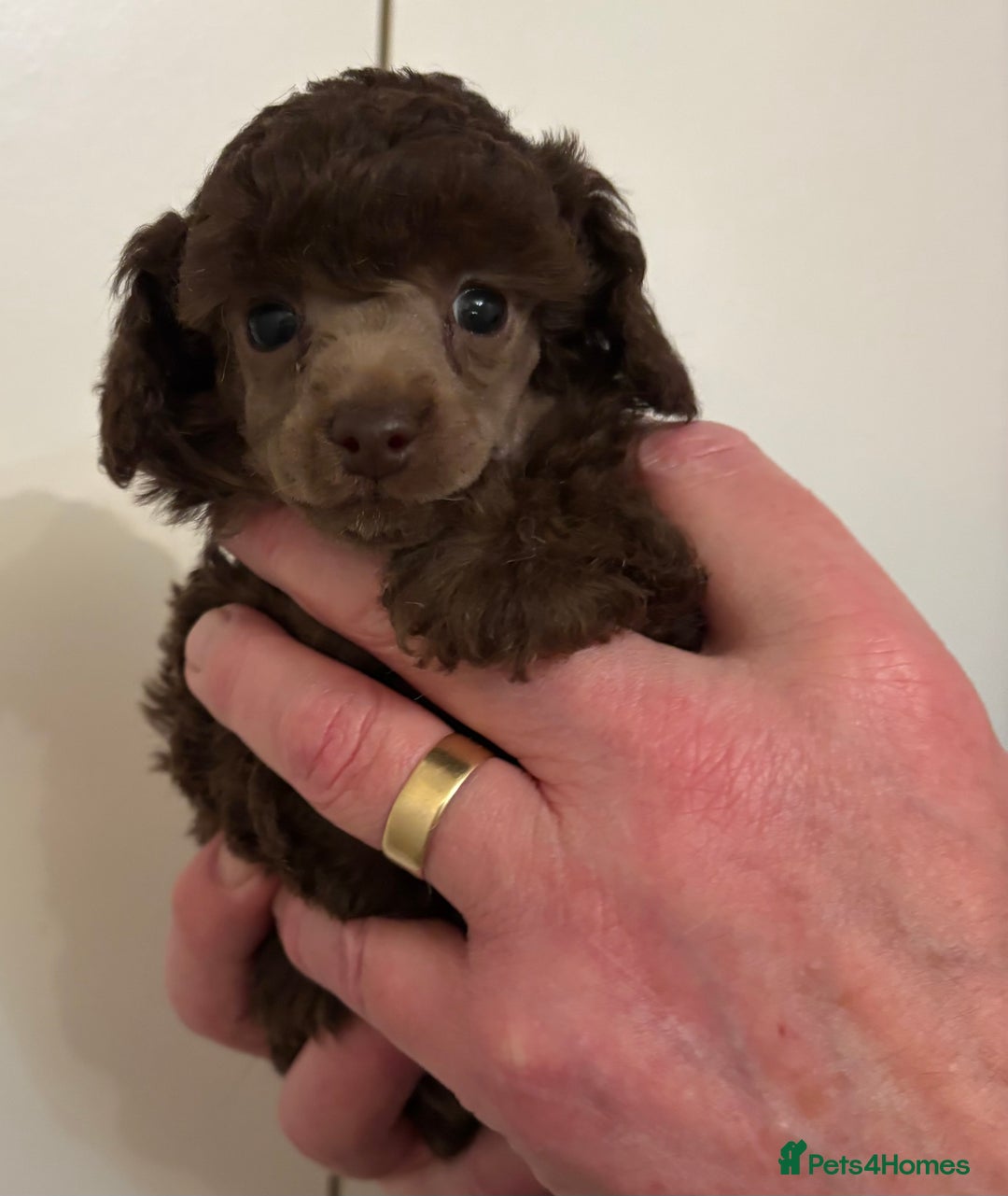 Toy Poodle dogs for sale: Beautiful KC Registered Toy Poodle Puppies - Advert 1