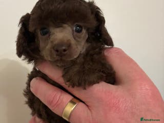 Toy Poodle dogs Beautiful KC Registered Toy Poodle Puppies - Advert 2
