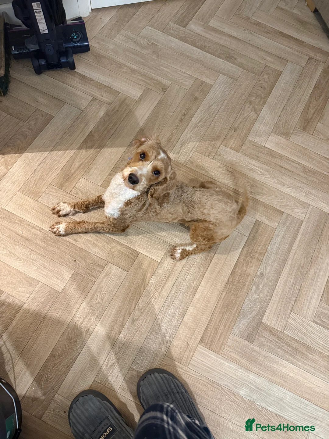 Cockapoo dogs for sale: Lola the cockapoo - Advert 2