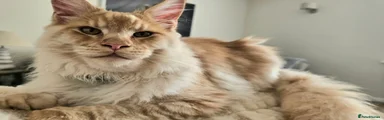 Beautiful Maine Coon