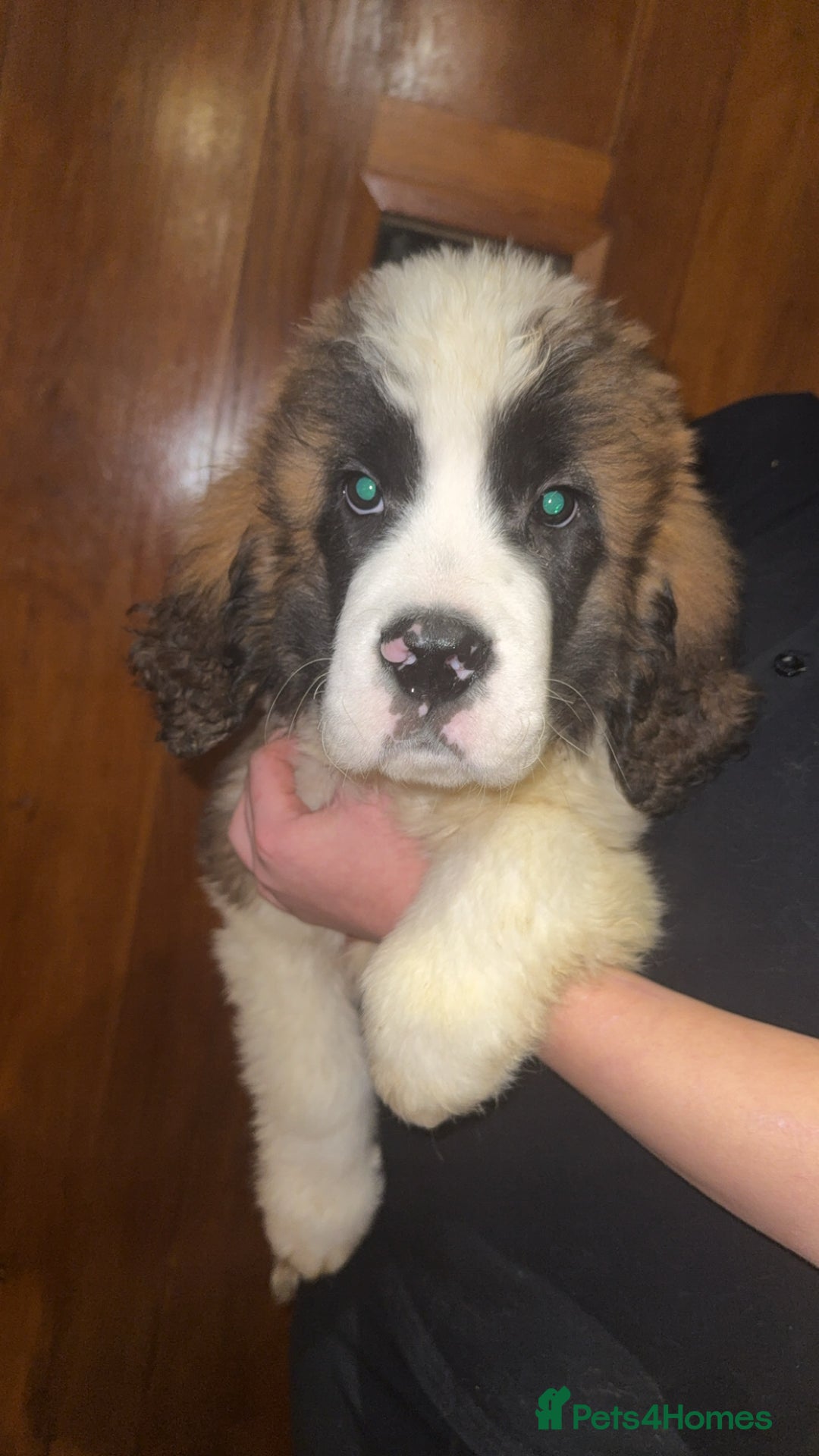 Saint Bernard dogs for sale: Gorgeous Saint Bernard puppies for sale - Advert 3