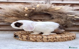 Mini Lop rabbits for sale: Stunning mini lop buck - Image 1