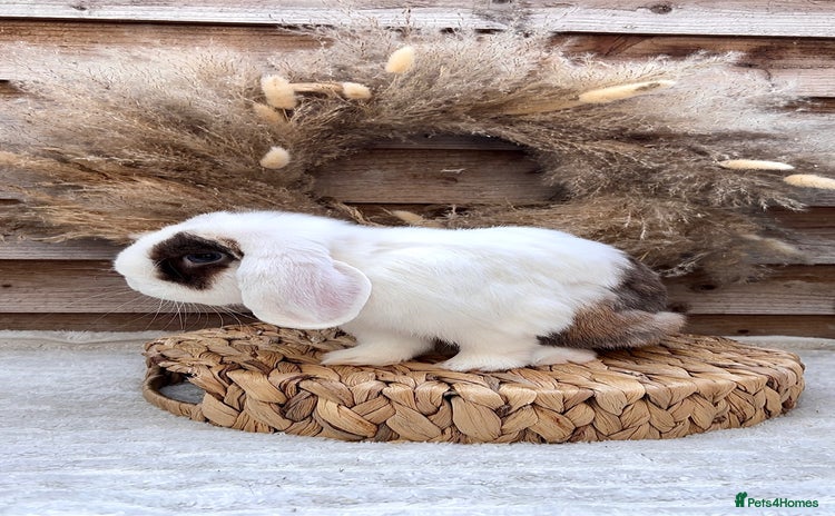Mini Lop rabbits - Advert 1