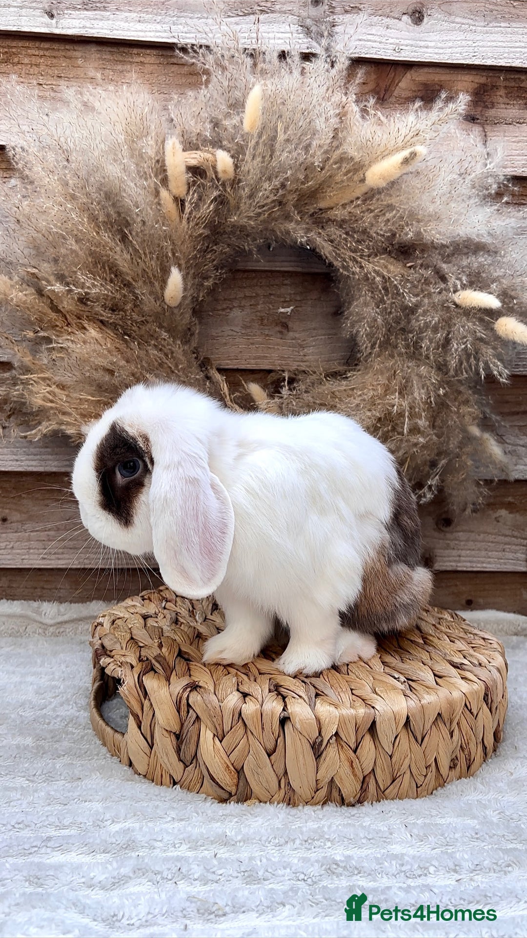 Mini Lop rabbits for sale: Stunning mini lop buck - Image 1