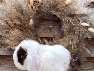 Mini Lop rabbits - Advert 21