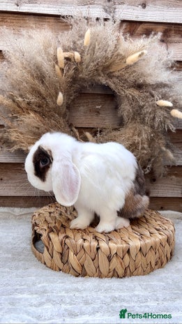 Mini Lop rabbits - Advert 4