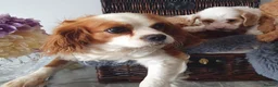 Cavapoo dogs for sale: Cavapoo in Manchester - Advert 2
