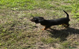 Cavapoo dogs for sale: Cavapoo rare black &tan health tested  - Image 19