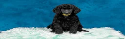 Standard Poodle dogs for sale: Showbred Standard Poodle Puppies - Advert 5