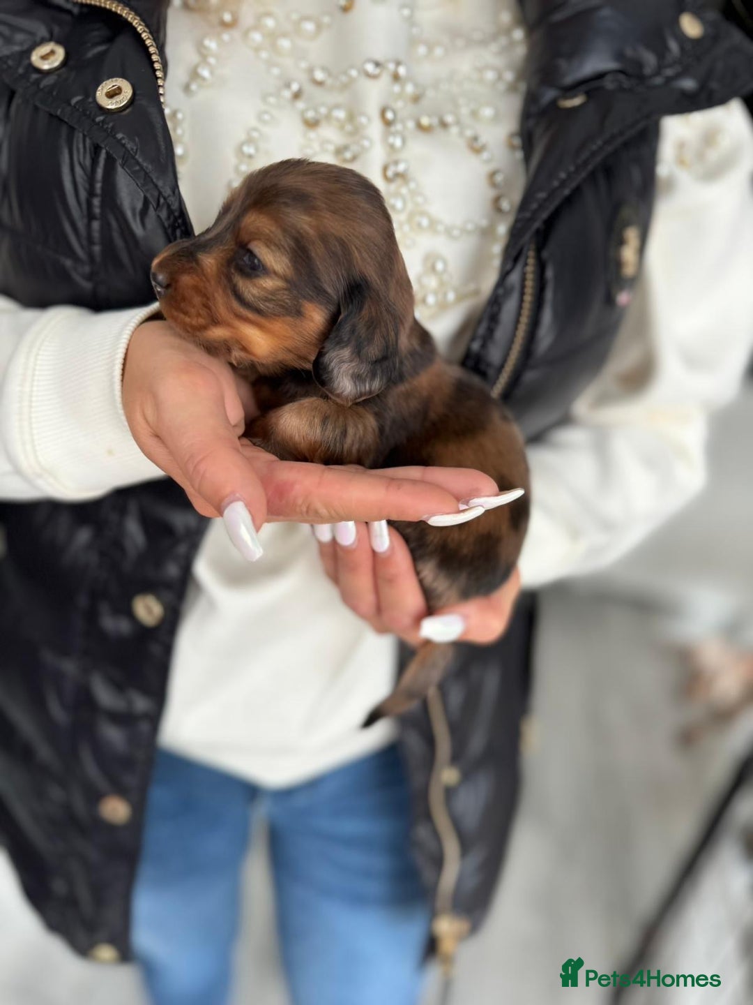 Miniature Dachshund dogs for sale: Miniature long-haired dachshunds - Image 12