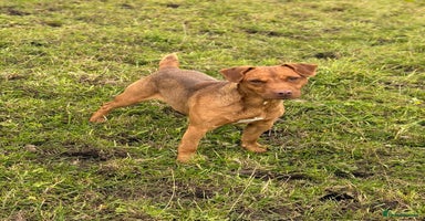 Patterdale Terrier dogs Ready Late December  - Advert 3
