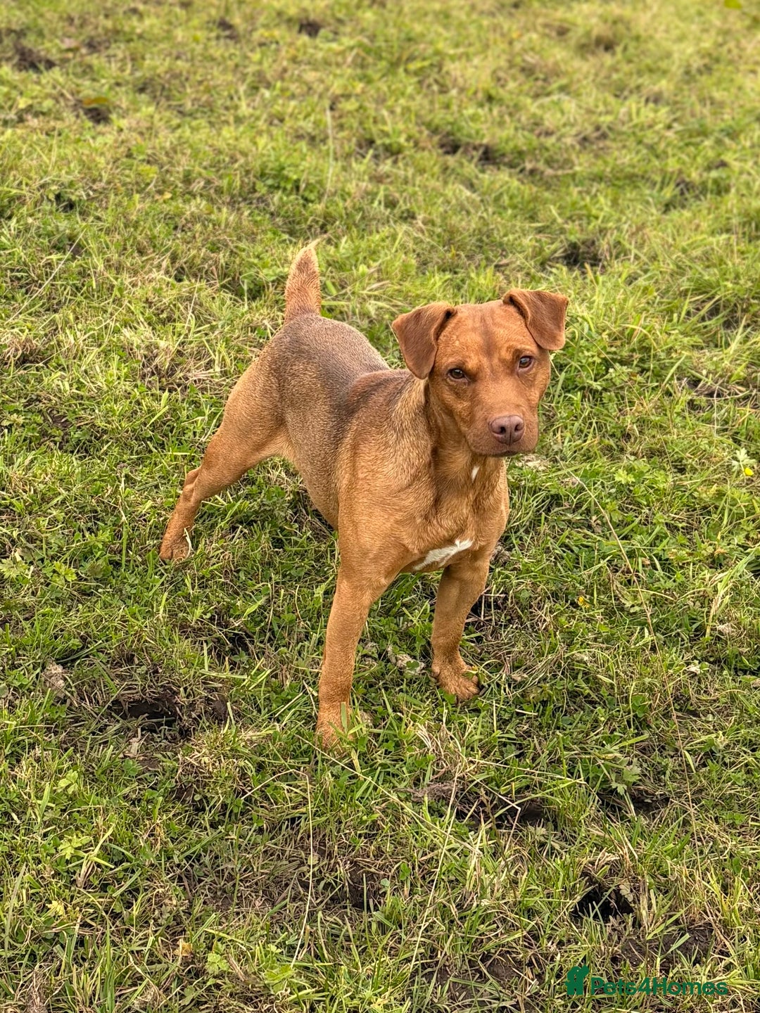 Patterdale Terrier dogs for sale: Ready Late December  - Advert 3