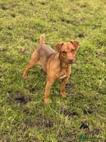 Patterdale Terrier dogs Ready Late December - Advert 6