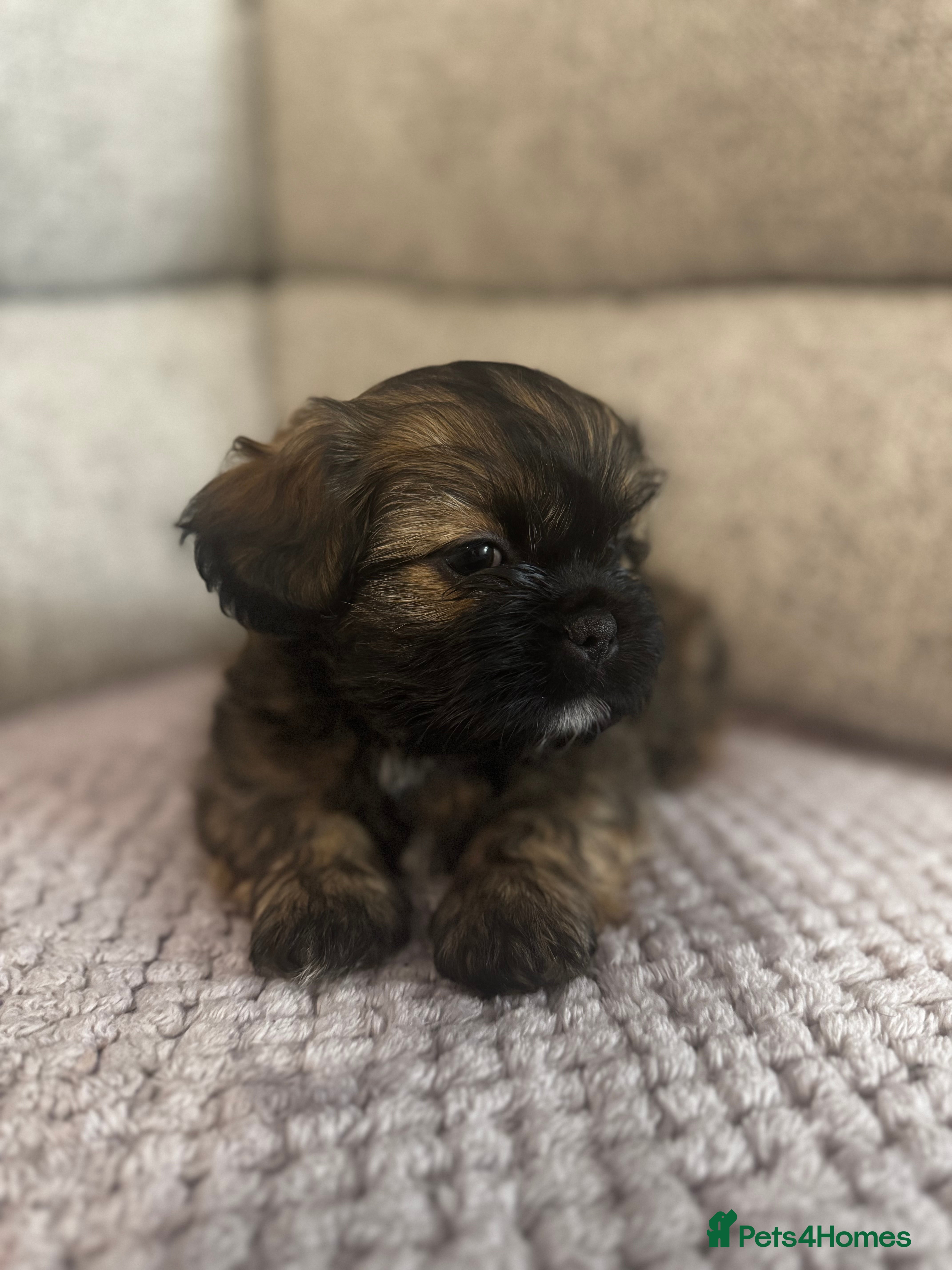 Mixed Breed dogs Shih Tzu cross patterdale pups - Advert 1