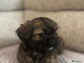 Mixed Breed dogs Shih Tzu cross patterdale pups - Advert 1