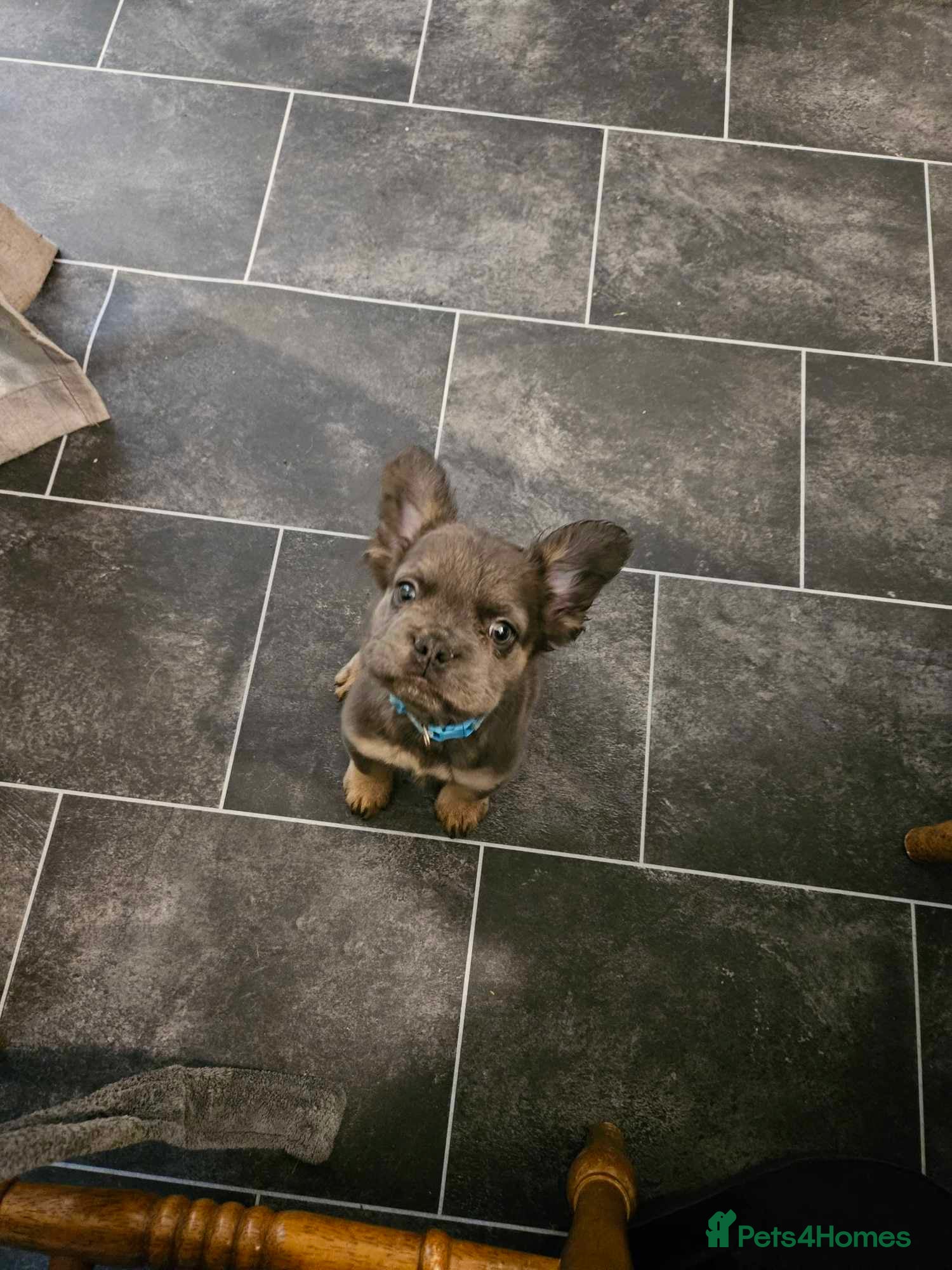 French Bulldog dogs Fluffy french bulldog  - Advert 2