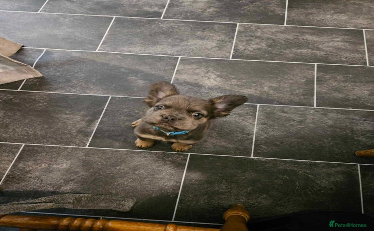 French Bulldog dogs Fluffy french bulldog  - Advert 1