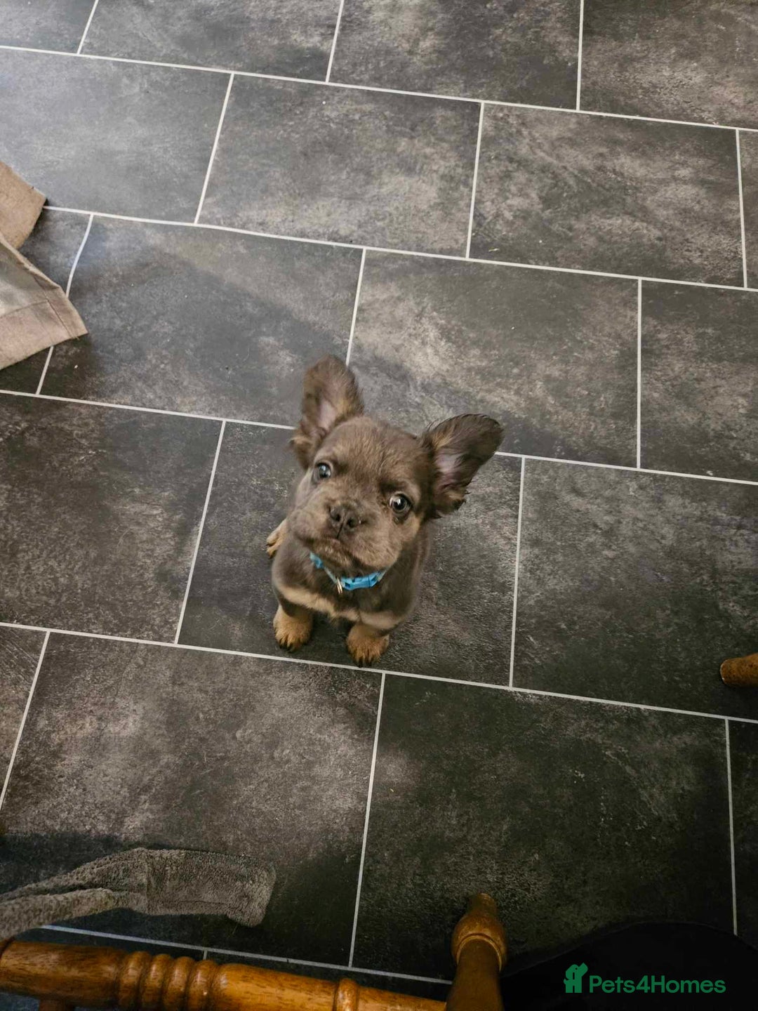 French Bulldog dogs for sale: Fluffy french bulldog  - Advert 1