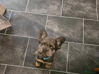 French Bulldog dogs Fluffy french bulldog - Advert 6